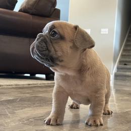 French Bulldog Puppies from Blue Lotus Frenchies