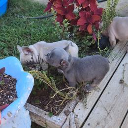 Boy 3 - White and fawn male French Bulldog puppy in Ada, Oklahoma from Joe Estep's Poodles