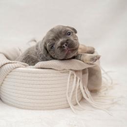 Bullet - Tricolors male French Bulldog puppy in Violet Hill, Arkansas from Obduro Bullies and Frenchies