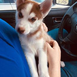 Siberian Husky Puppies from Arctic Circle Kennels