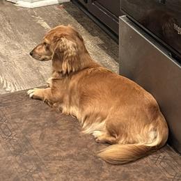 Lady - Dachshund