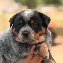 Chief Beef Master - Blue speckled male Australian Cattle Dog puppy in Scurry, Texas from RedHorizon AKC Australian Cattle Dogs (Heelers)