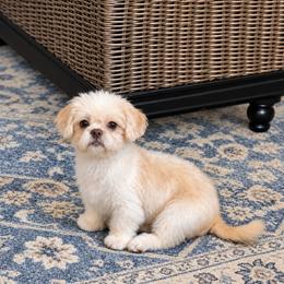 Morgan - Red and white female Shih Tzu puppy in Tallahassee, Florida from Bows and Bow Ties
