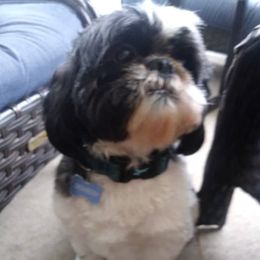 Orkie - Shih Tzu