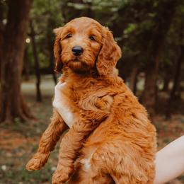 Goldendoodle Puppies from Bows & Ties Doodles