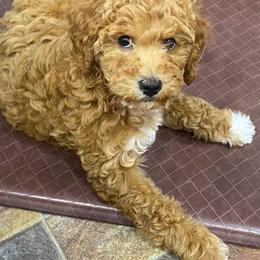 Goldendoodle and Poodle Puppies from Lisa’s Oodilly Doodles