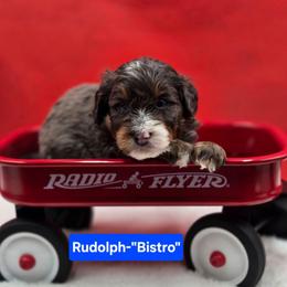 Rudolph- Blue collar - Blue merle male Bernedoodle puppy in Summerville, South Carolina from Channys Doodles
