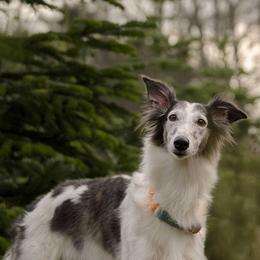 Silken Windhounds from Alloy Sighthounds