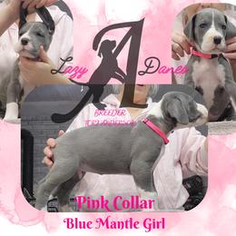 Pink Collar Girl - Blue and white female Great Dane puppy in Longview, Texas from Lazy A Danes