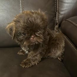 Milk Dud - Liver male Shih Tzu puppy in Hickory, North Carolina from PAWSitive Breeders of the Carolinas