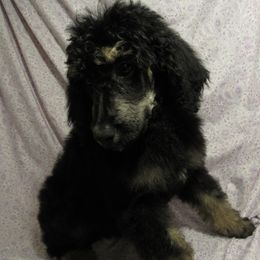 Aussiedoodle, Australian Shepherd, and Poodle Puppies from Kay Kay's Pupper Patch