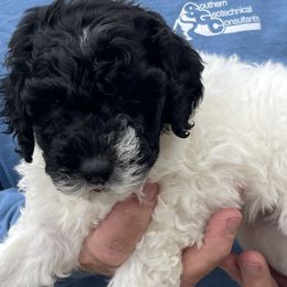 Boing - Black and white male Sheepadoodle puppy in Buford, Georgia from Guppy Puppies