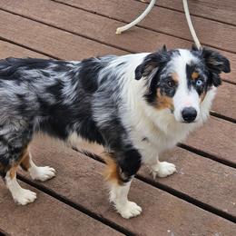 Titan - Miniature Australian Shepherd