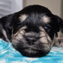Champ - Black and silver male Miniature Schnauzer puppy in Houston, Texas from Haughton Farm