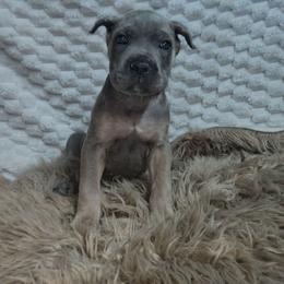 Green collar - Gray and fawn female Cane Corso puppy in Fritch, Texas from Carrie Brown's Cane Corsos