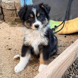 Charm - Black tri-color female Australian Shepherd puppy in Placerville, California from BFF Aussies