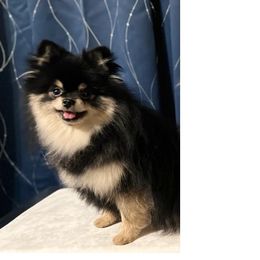 TEDDY - Pomeranian