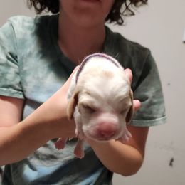Purple - Lemon and white male Basset Hound puppy in Lucerne Valley, California from Seussorie of Puddle Pups