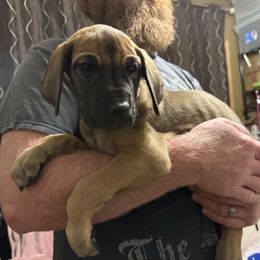 Hash Brown - Fawn male Great Dane puppy in Medford, New York from Alchemy Danes