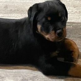 Girl 2 - Black and rust female Rottweiler puppy in Marysville, Washington from Kevin's Rottweilers