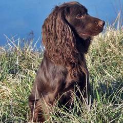 English Cocker Spaniel and Irish Water Spaniel Puppies from Saracen Cocker Spaniels and Irish Water Spaniels