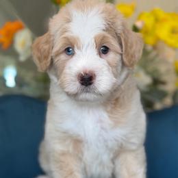 Gio - Yellow and white male Bernedoodle puppy in Yuciapa, California from AlltheDoodlez_