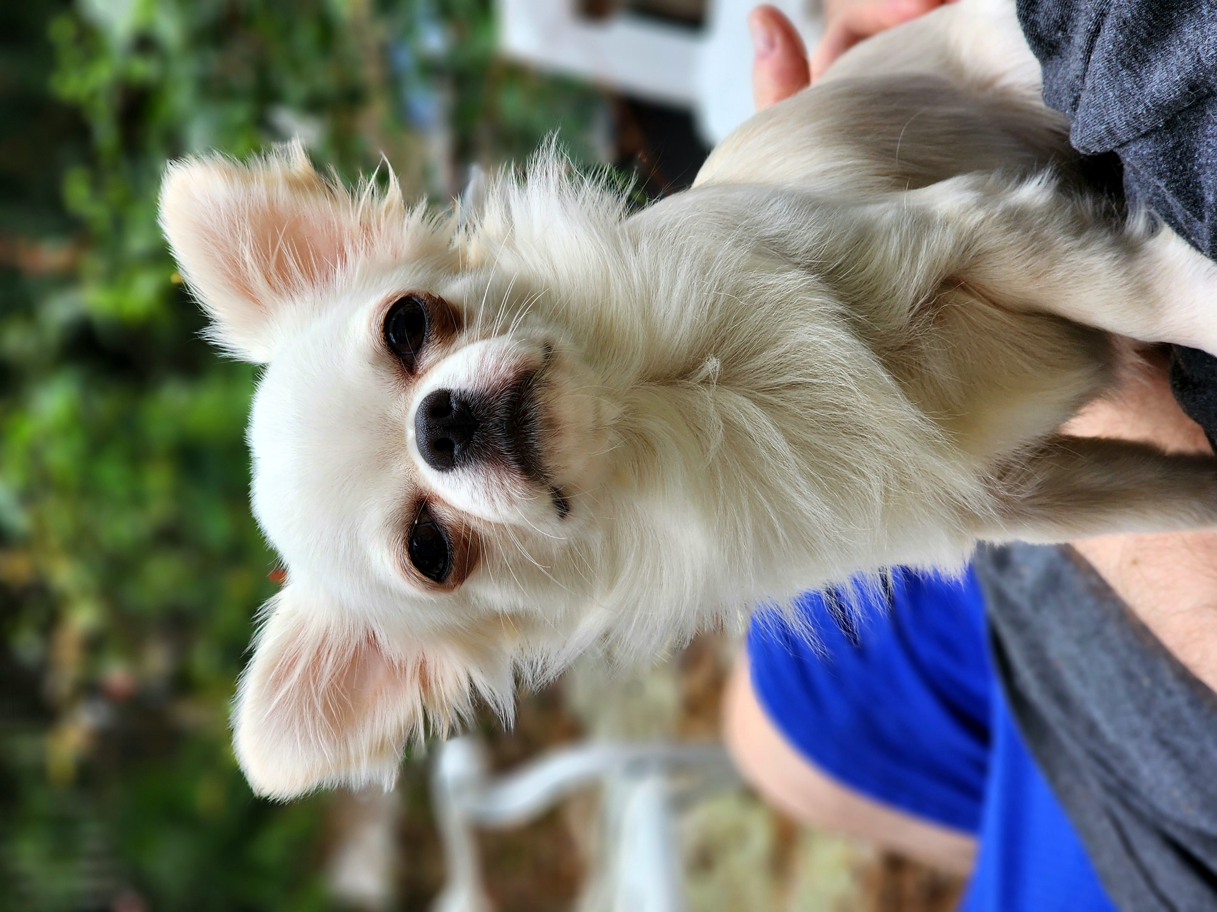 Baloo - Chihuahua