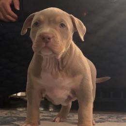 Lilac Tri - Lilac tri-color male American Bully puppy in Union County, North Carolina from XLRG BULLIES