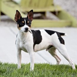 Conner - Rat Terrier