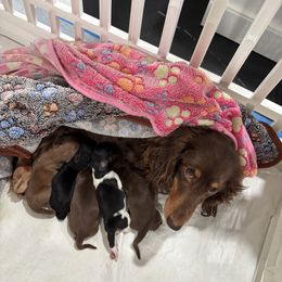 Dachshund Puppies from TS Dachshunds