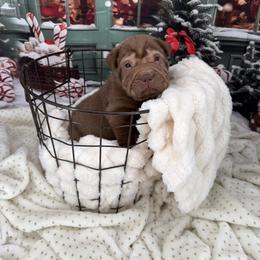 Champ - Brown male Chinese Shar-Pei puppy in Hugo, Oklahoma from Mini hippo land