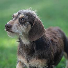 Pretzel - Dachshund