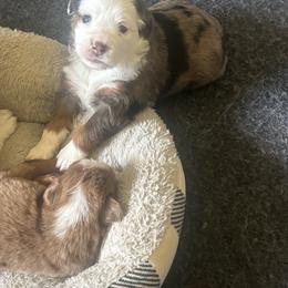 Hermione - Blue merle female Toy Australian Shepherd puppy in Princeton, Louisiana from Legacy Hill Aussies