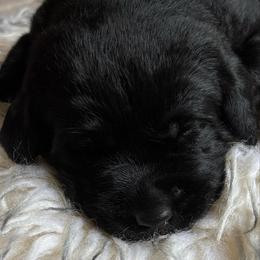 River - Black female Labrador Retriever puppy in Taylors, South Carolina from Spring Water Labs of the Carolinas