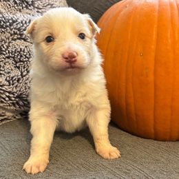 Frosted Flakes - White and gold female Border Collie puppy in Mckinney, Texas from Border Collies of Ruidoso
