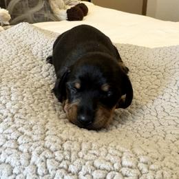 Boy 1 - Black and tan male Dachshund puppy in Ackerly, Texas from Silver Dach Farms