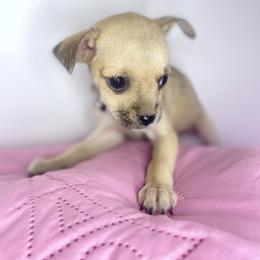 Chihuahua Puppies from Bunny Ear Family
