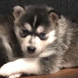 Pomskies from Valley View Pomskies