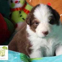 Margarita - Red tri-color female Australian Shepherd puppy in Springville, New York from RisingStar Australian Shepherds