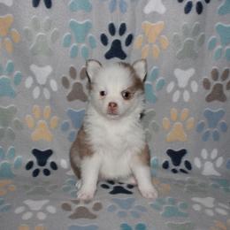 Crimson - Red and white female Pomsky puppy in Clarkston, Utah from Red Rock Ranch Breeders