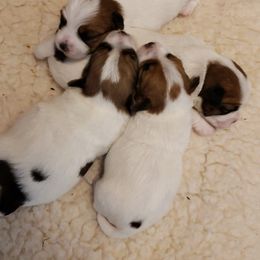 Russell Terrier Puppies from White River Kennel