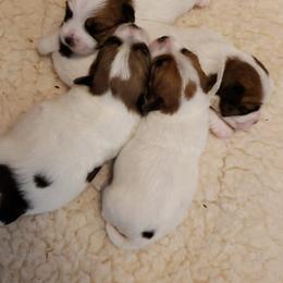 Russell Terrier Puppies from White River Kennel