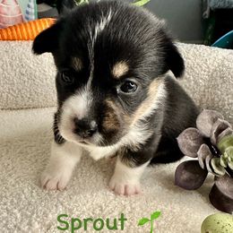 Sprout - Black and tan Pembroke Welsh Corgi puppy in Salisbury, Maryland from Coastal Corgis