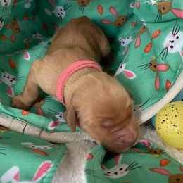 Golden Retriever Puppies from Golden On The Hill