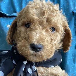 Goldendoodle and Russian Toy Puppies from Nesting Dolls Russian Toys
