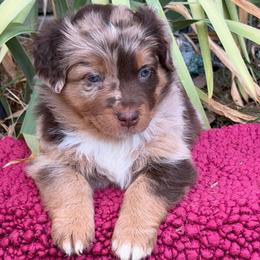 Bella - Red merle female Australian Shepherd puppy in Harrah, Oklahoma from Kamm's Aussies