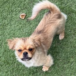 Tibetan Spaniel puppies from Tibroke’s