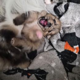Coco - Chocolate merle female Pomeranian puppy in Billings, Montana from Magic City Poms