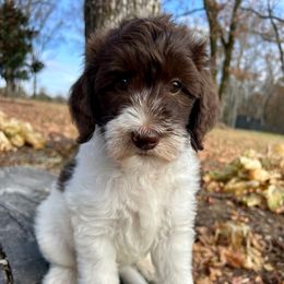 Grey Girl - Parti female Goldendoodle puppy in Huntsville, Alabama from Winchester Doodles