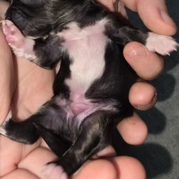 Male 3 - AKC - Full Registration - male Chihuahua puppy in Wytheville, Virginia from Southwest Virginia Chihuahua